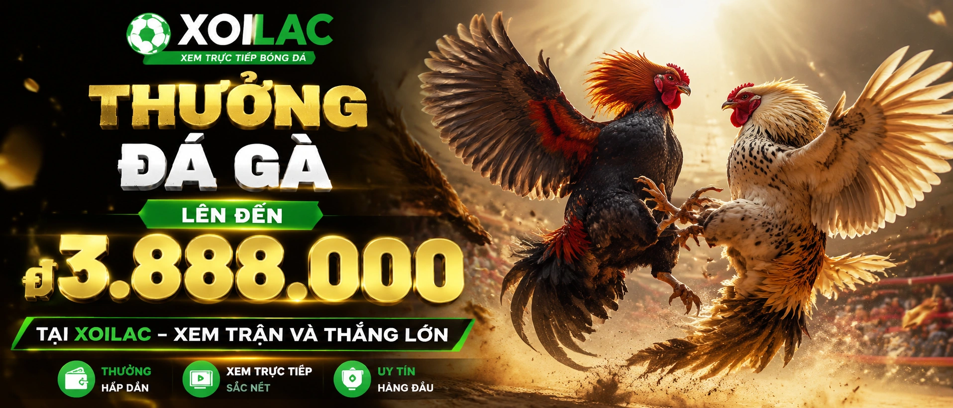 Đá Gà Trực Tiếp trên giao diện danh mục xoilac.com.bz